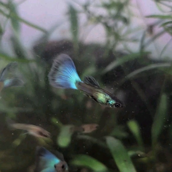 10 Green Moscow Guppy Fry – Tropical Fish