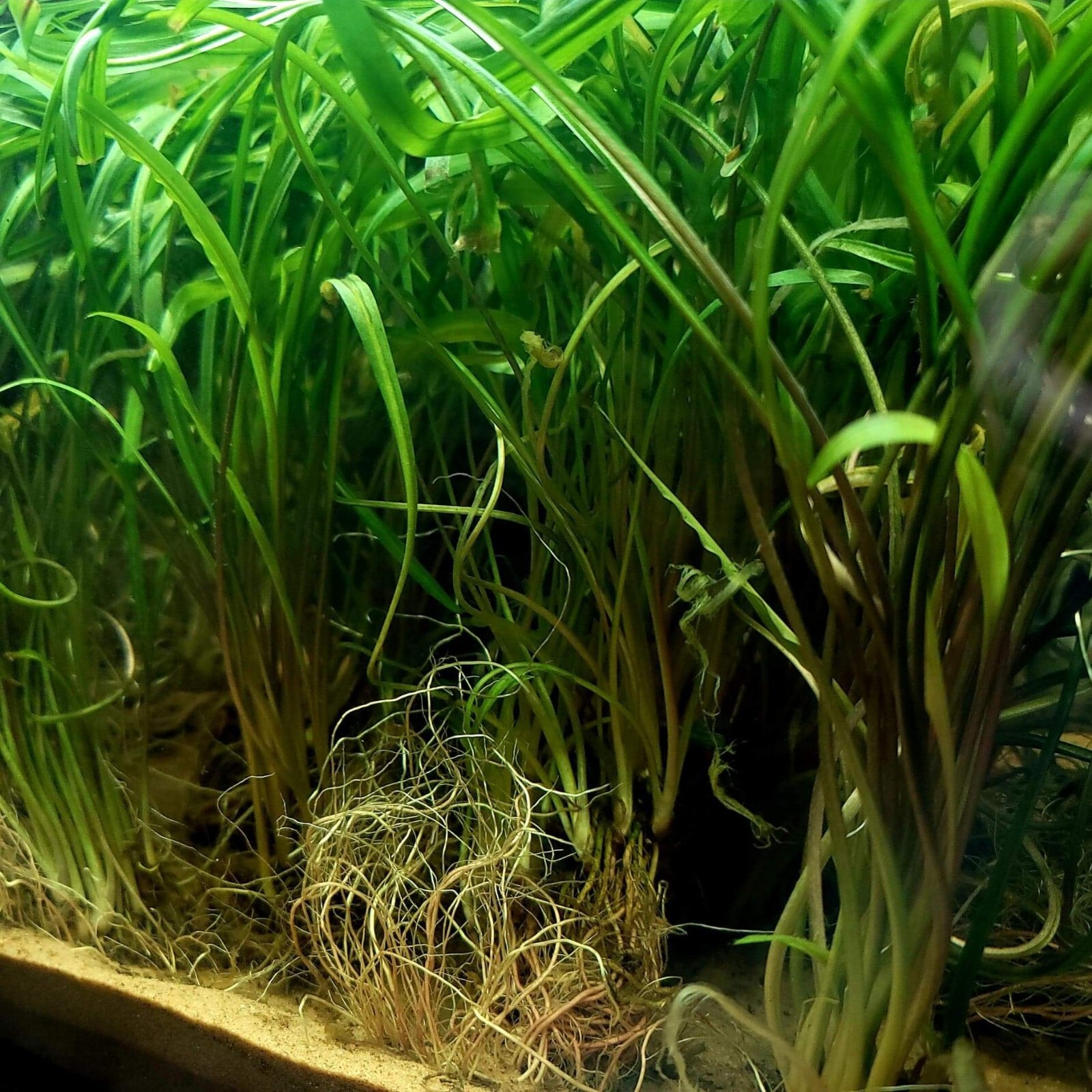 Aquarium Live Plant Package Freshwater for 20g Heavy or 29 g Medium