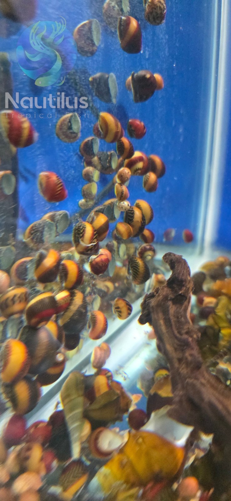 1/3/5/10/20/30X RED RACER NERITE SNAIL freshwater live We combine shipping!