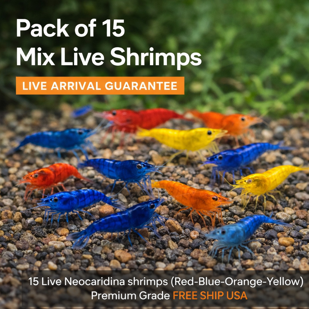 15 Live Neocaridina shrimps (Red-Blue-Orange-Yellow) Premium Grade FREE SHIP USA