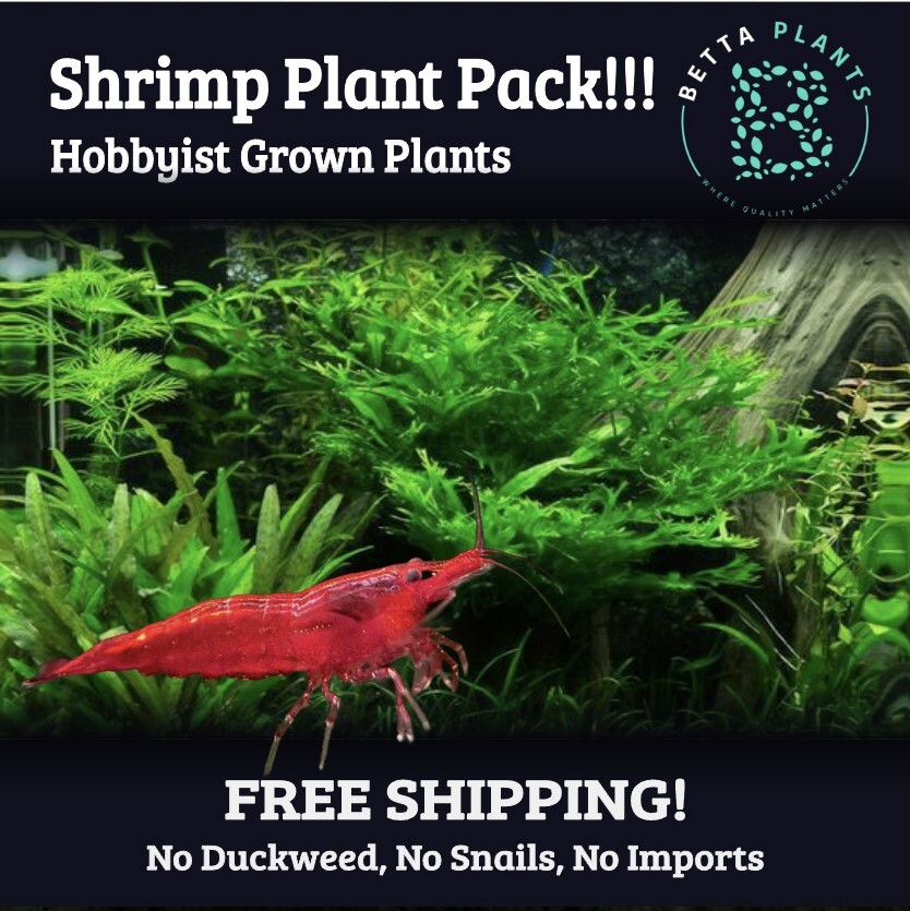 Shrimp Assorted Plant Pack – Live Aquarium Plants 1 Cup