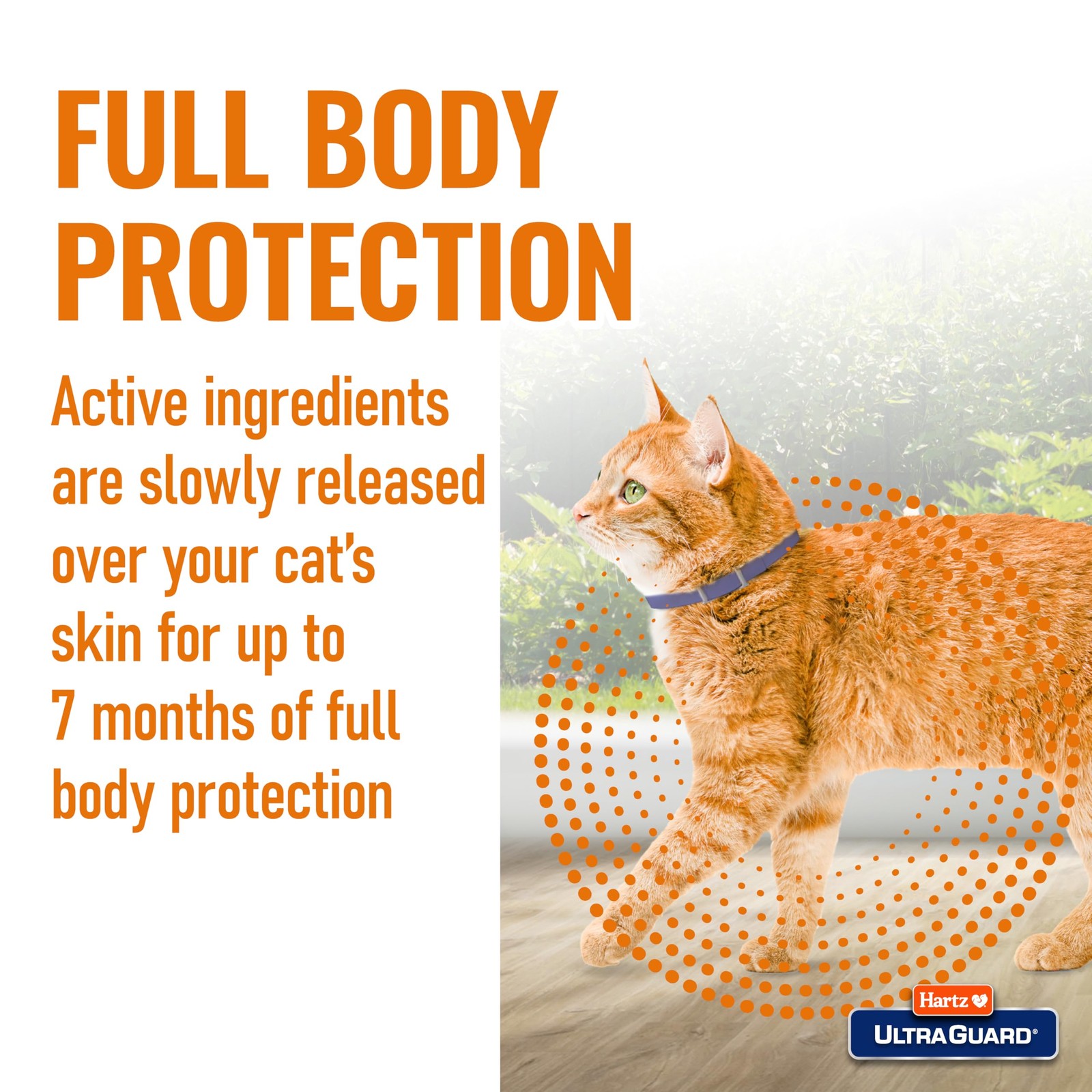 Hartz UltraGuard Flea & Tick Collar for Cats and Kittens, 7 Month Flea and