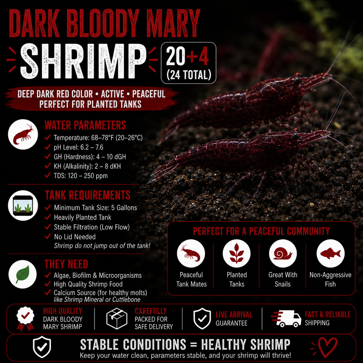20+4 Dark Bloody Mary Shrimp Live Neocaridina Freshwater Aquarium Shrimp