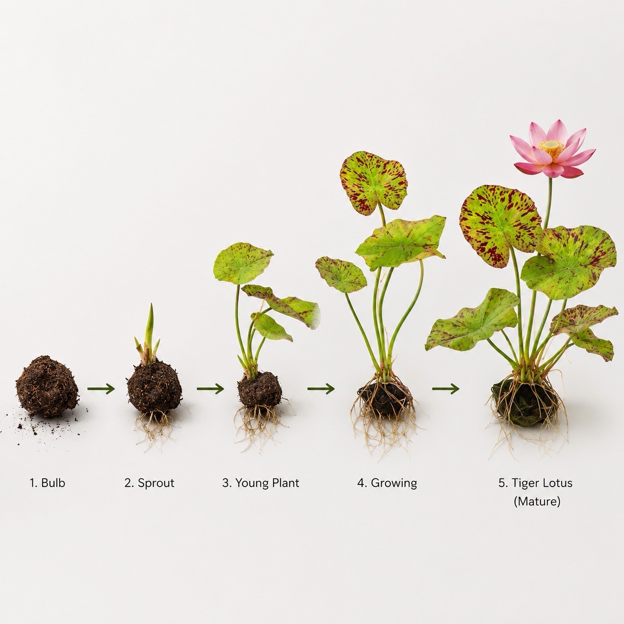 Red Tiger Lotus Bulb | Live Aquarium Plant | Easy Freshwater Lily