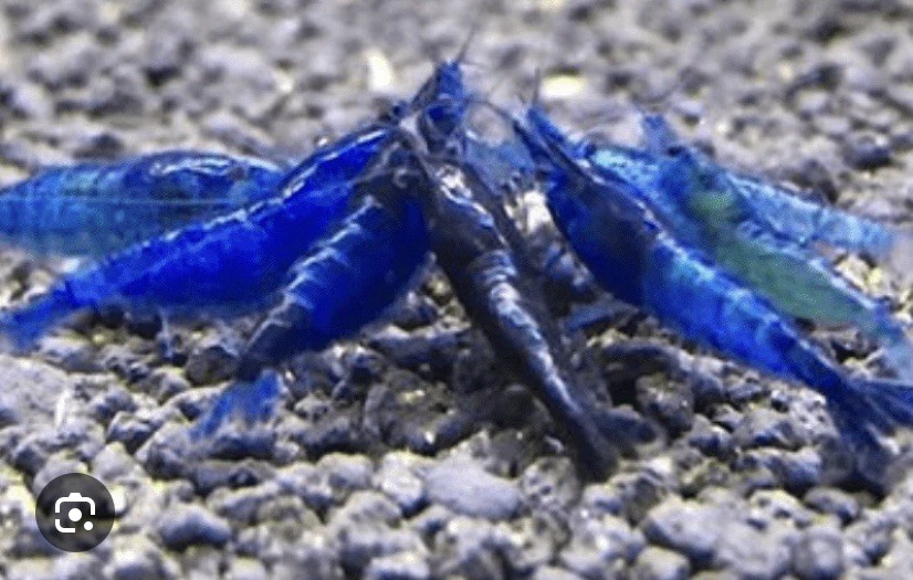 🔥 50 + Live Blue Dream Shrimp 2 Day Shipping Available Neocaridina Freshwater