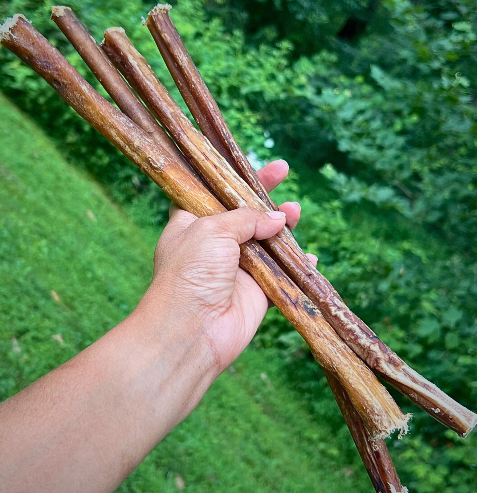 12-Inch Thick Bully Sticks Pack of 10 Dental Treat for Aggressive Chewers